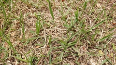 Zoysia japonica