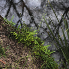 Adiantum cunninghamii