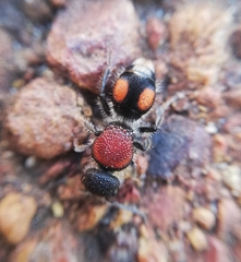 Ephutomorpha venusta