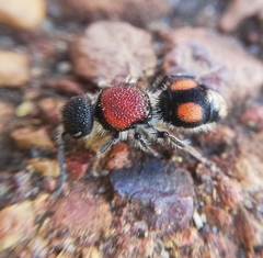 Ephutomorpha venusta