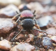 Ephutomorpha venusta