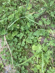 Trifolium repens