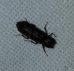 Lichenophanes bicornis