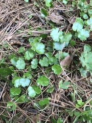 Hydrocotyle sibthorpioides