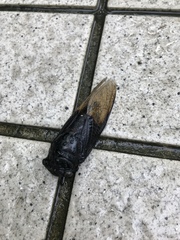 Cryptotympana holsti