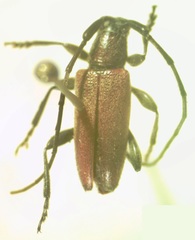 Cymatonycha castanea