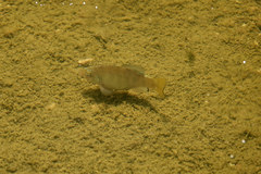 Cyprinodon macularius