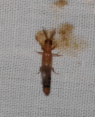 Distremocephalus texanus