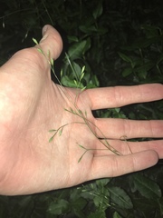 Festuca subverticillata