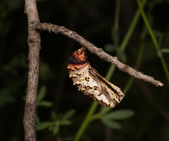 Euphydryas chalcedona