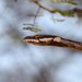 Thelotornis usambaricus - Photo (c) Martin Grimm,  זכויות יוצרים חלקיות (CC BY-NC)