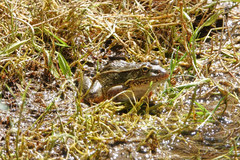 Lithobates yavapaiensis