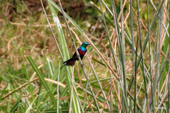 Cinnyris erythrocercus