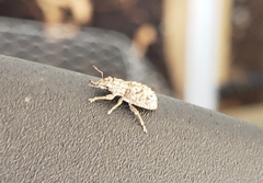 Floresianus sordidus