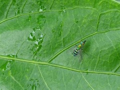 Condylostylus pruinosus