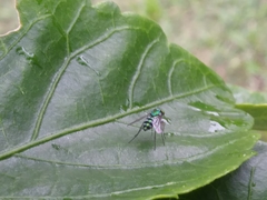 Condylostylus pruinosus