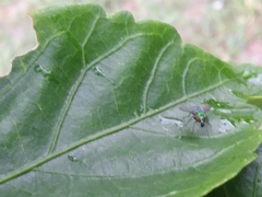 Condylostylus pruinosus