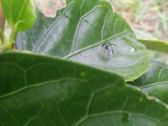 Condylostylus pruinosus