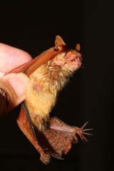 Myotis formosus flavus