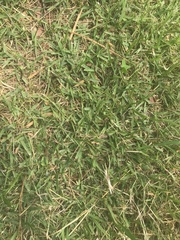 Zoysia japonica