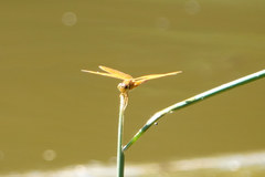 Perithemis intensa