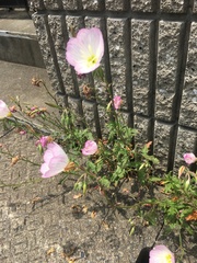 Oenothera