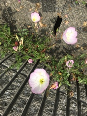 Oenothera
