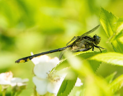 Gomphurus fraternus