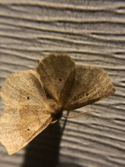 Metarranthis indeclinata