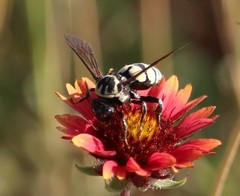 Triepeolus remigatus