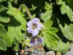 Phacelia bolanderi