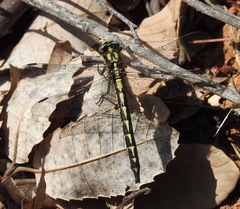 Phanogomphus kurilis