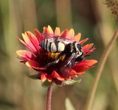 Triepeolus remigatus