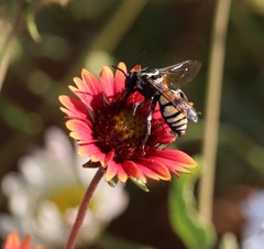 Triepeolus remigatus