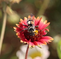 Triepeolus remigatus