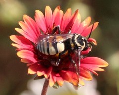 Triepeolus remigatus