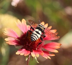 Triepeolus remigatus