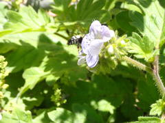 Phacelia bolanderi