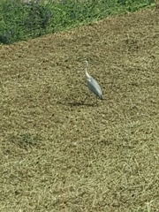 Ardea cinerea