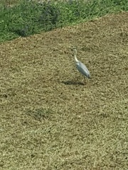 Ardea cinerea
