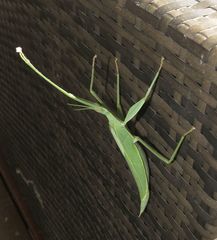 Tropidoderus childrenii