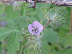 Phacelia cryptantha