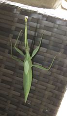 Tropidoderus childrenii