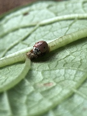 Mulsantina mexicana
