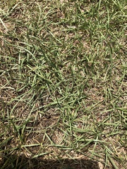 Zoysia japonica