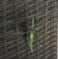 Tropidoderus childrenii