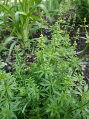 Galium mollugo