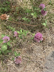 Trifolium pratense