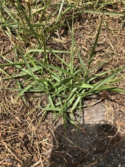 Zoysia japonica