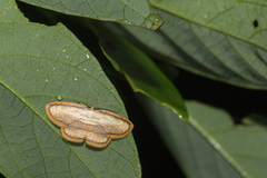 Drapetodes mitaria